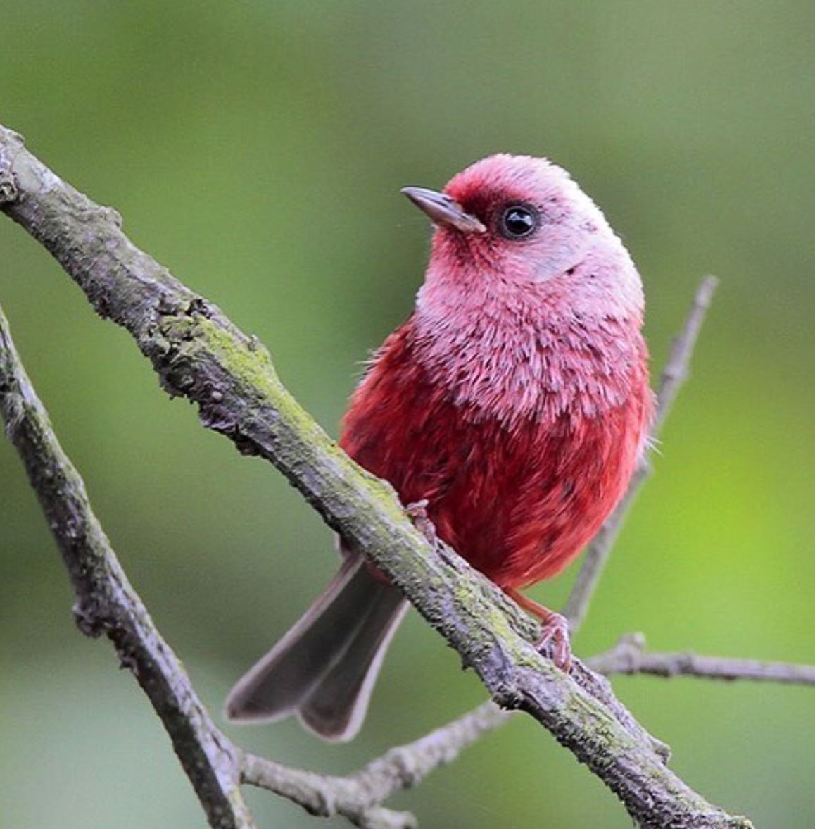 Розовое горло птица