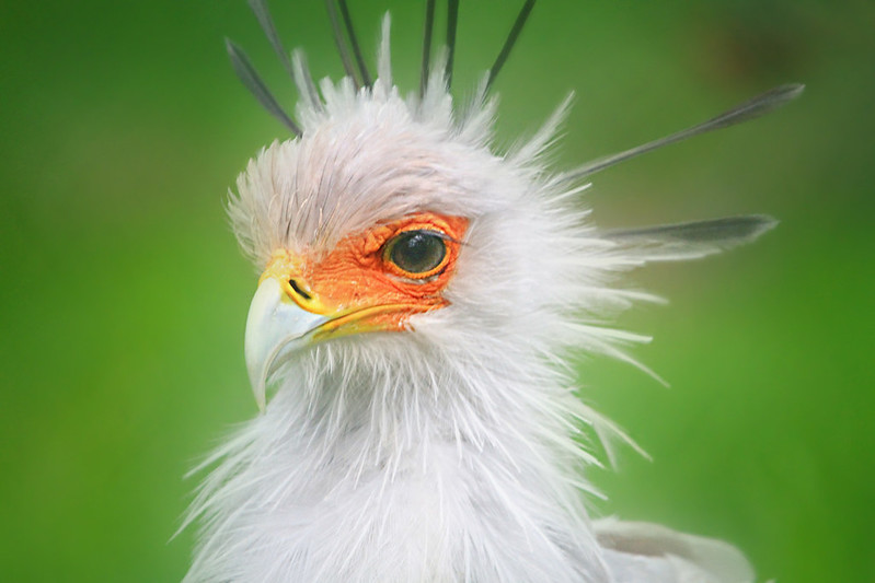 bird with lashes