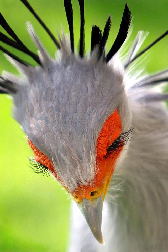 bird with lashes