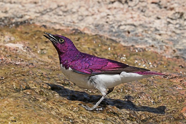 This image has an empty alt attribute; its file name is violet-backed-starling-1.jpg