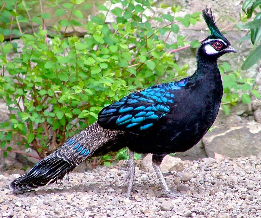 Wearing An Iridescent Suit Of Blue And Green, This Gorgeous Bird Top's It  All Off With A Conspicuous Mohawk - Meet The Palawan Peacock-Pheasant! -  One Big Birdcage