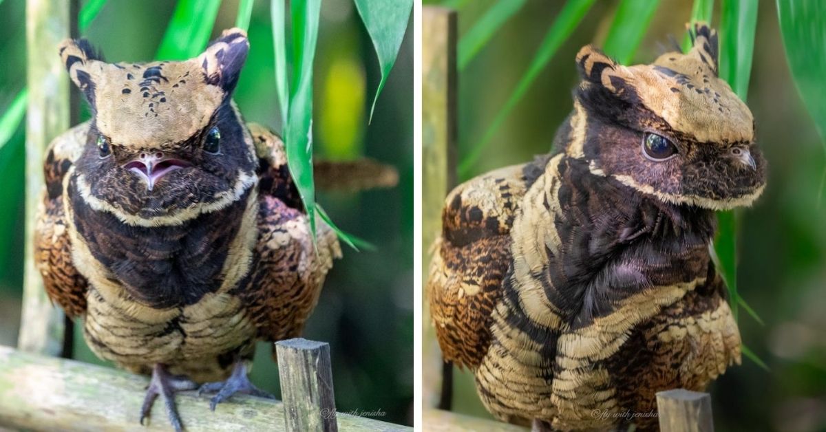 A Tiny Bird Does Its Best To Be Magnificently Menacing, In The Process,  Trying To Prove Fluffy Flying Dragons Do Exist - Meet The Great Eared  Nightjar! - One Big Birdcage