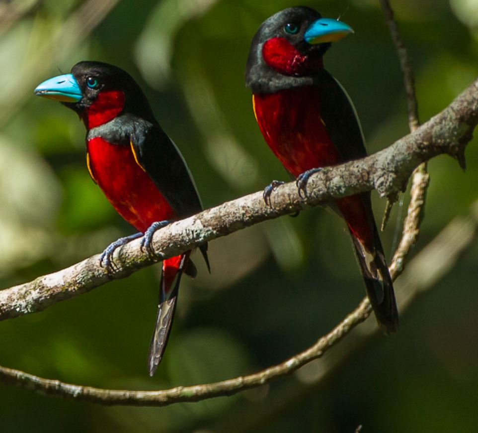 An Outstandingly Unmistakable Inhabitant Wearing A Strikingly Stunning Wine-red  Suit And Velvet Black Topped Off By A Turquoise Bill - Meet The Black-and- red Broadbill! - One Big Birdcage