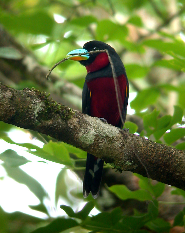 An Outstandingly Unmistakable Inhabitant Wearing A Strikingly Stunning Wine-red  Suit And Velvet Black Topped Off By A Turquoise Bill - Meet The Black-and- red Broadbill! - One Big Birdcage