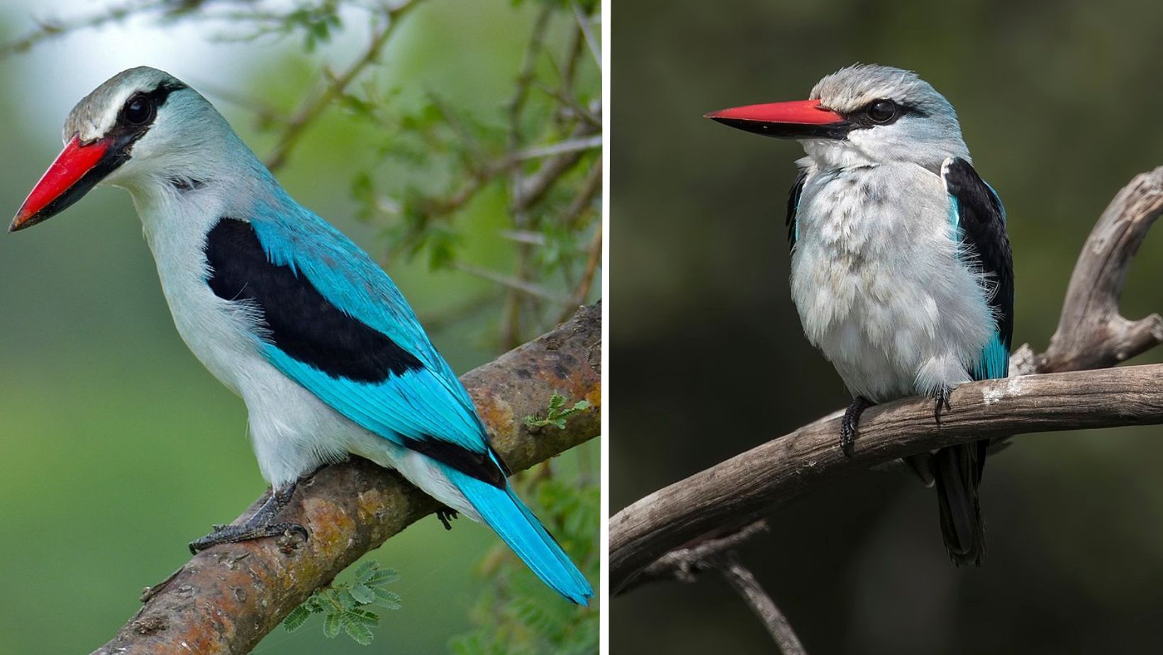 A Bird Decked Out In A Suit Of Electric-pastel-blue Backed Up To Perfection  By A Lipstick Red Bill! - One Big Birdcage